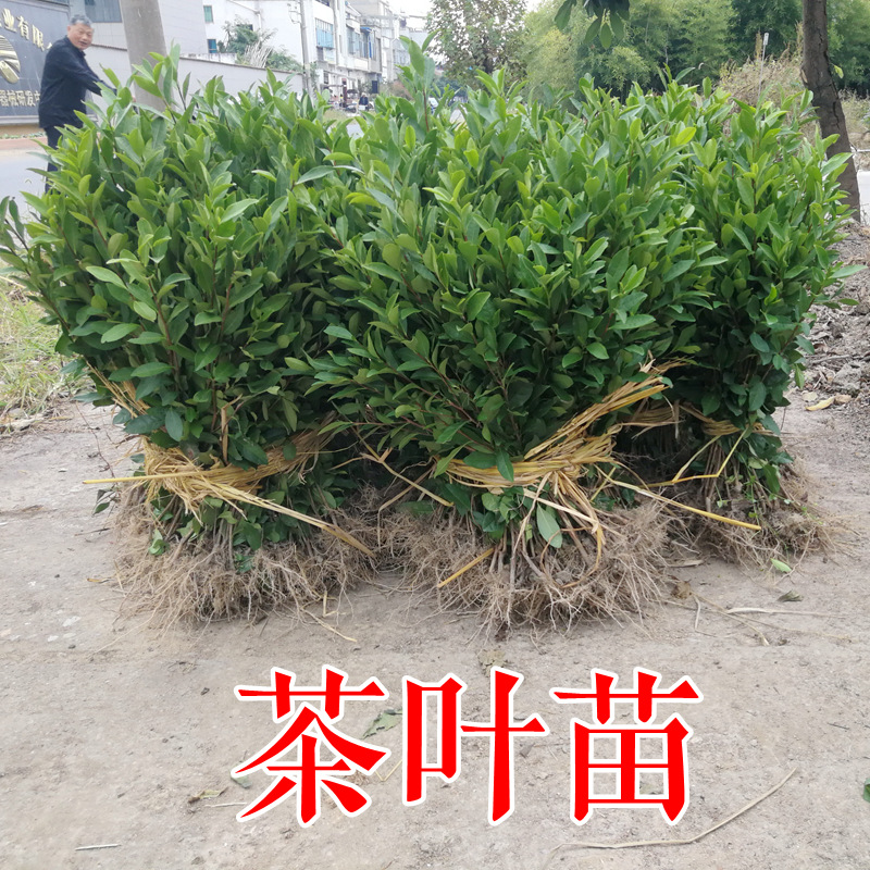 Longjing 43 Tea Seedlings Tree Species Tea Saplings West Lake Longjing Tea Seedlings Green Tea Tea Seedlings Wholesale North and South Planting