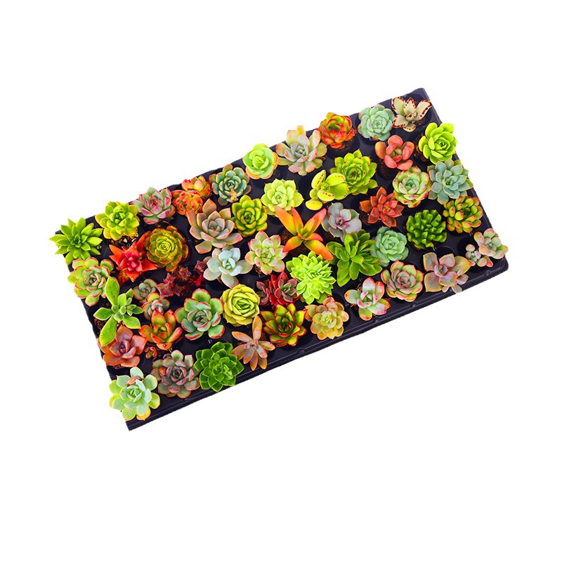 Succulent Wholesale Succulent Plants with Pots Succulent Potted Plants with Pots Wholesale Succulent Whole Box