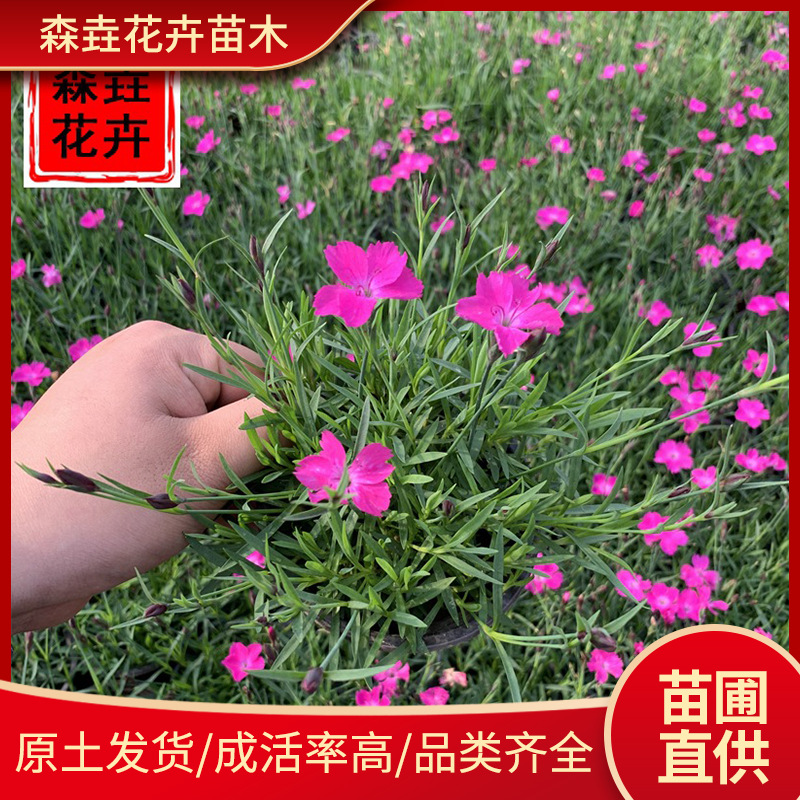 Европейские горшечные растения, цветущие круглый год, морозостойкие саженцы для газонов, для внутренних и наружных цветников