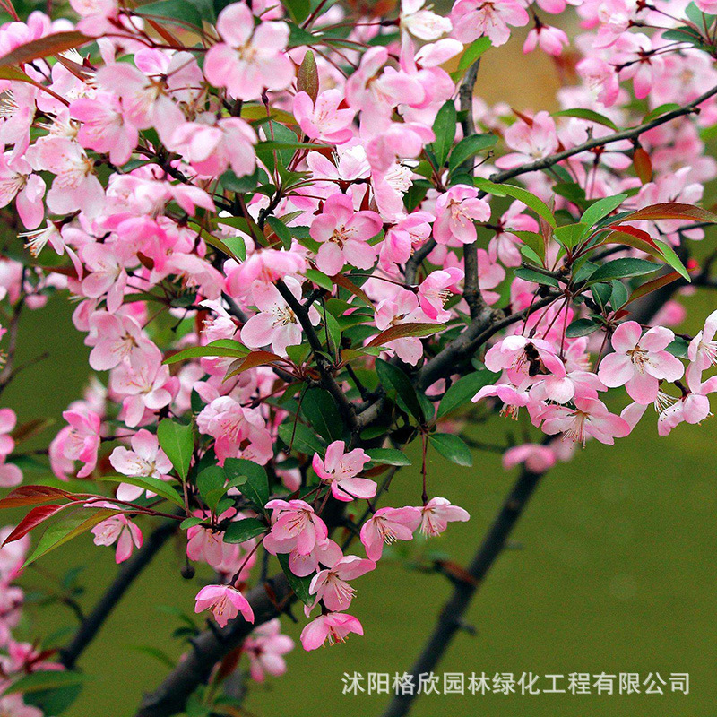 Silk Begonia Tree Base Wholesale Engineering Protective Tree Courtyard Ornamental Potted Green Flower Shrub Double-Petaled Begonia Tree