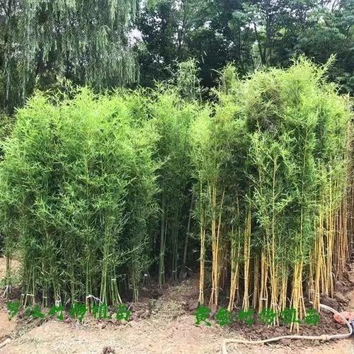 Bamboo Seedlings, Northern Cold-Resistant Courtyard Greening Landscape Bamboo Outdoor Shading Green Plants, Four-Season Evergreen Potted Saplings