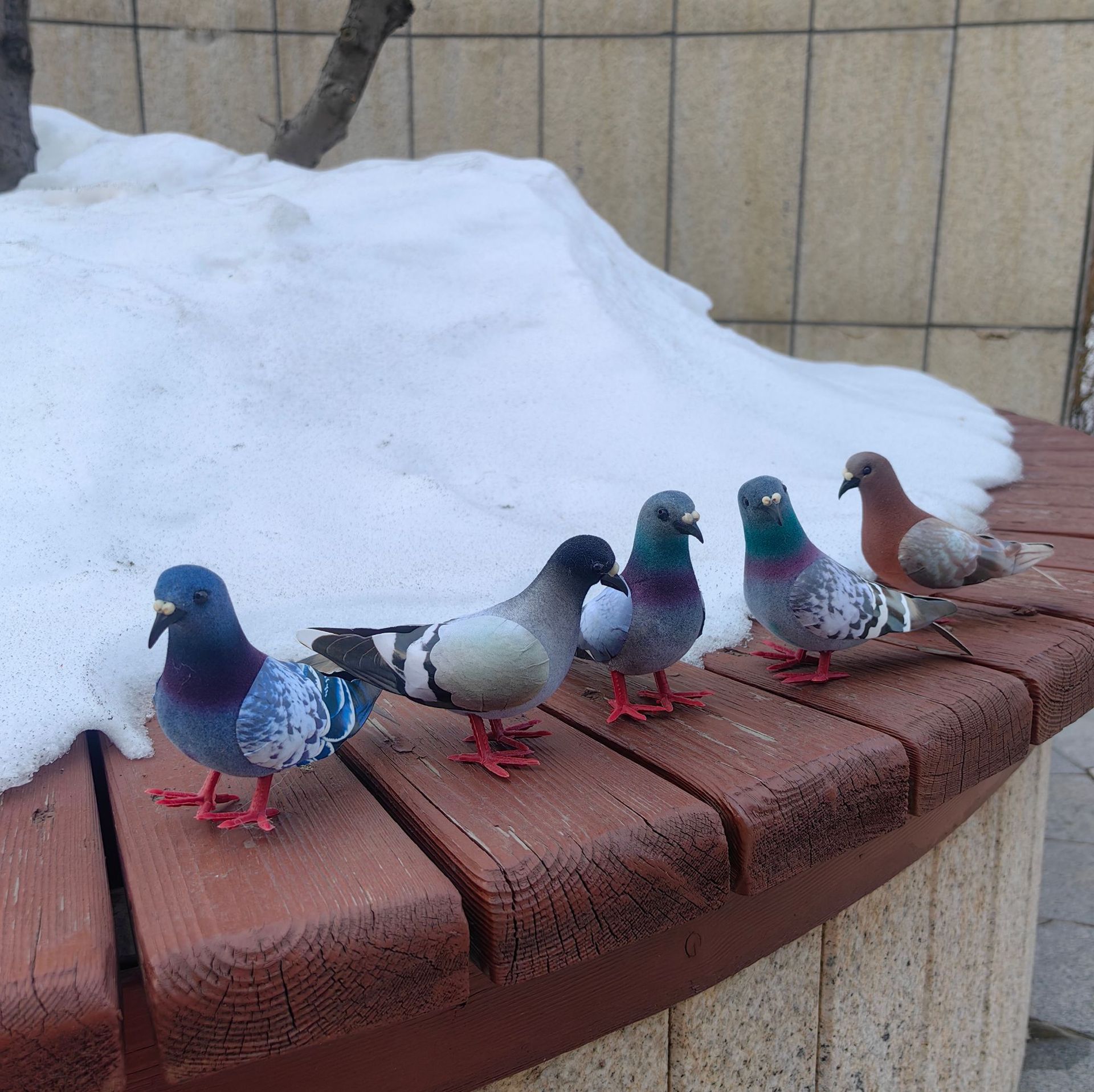 Simulation of wild pigeon | turtledove | flocked pigeon