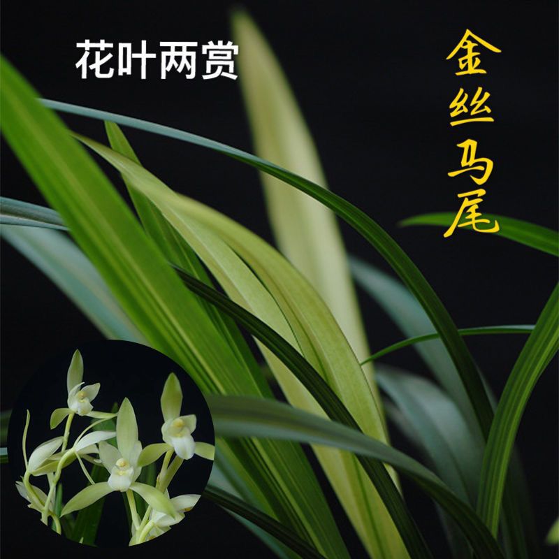 Extra Large Pot of 15 Seedlings, Golden Horsetail, Big Phoenix, Seven Fairy Blooms, Very Fragrant Indoor Potted Orchids, Cross-Border Hot Selling