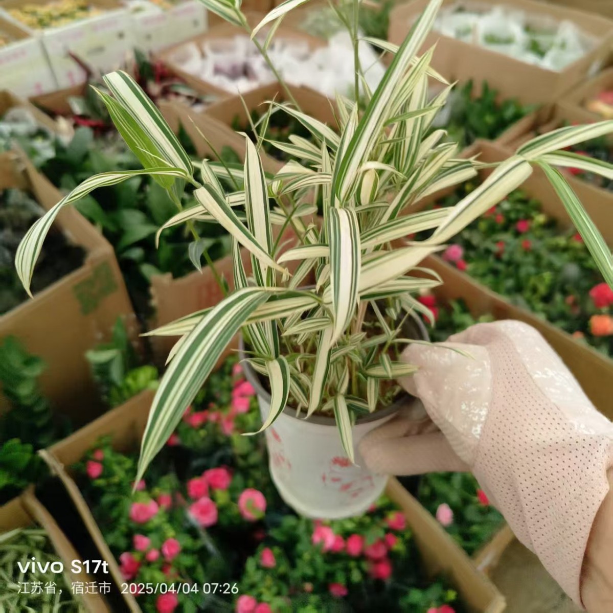 Miniature Bamboo Panda Bamboo Indoor Courtyard Potted Plant Bamboo Seedling Bamboo Bonsai Pot