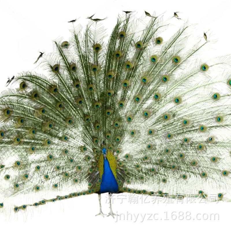 Adult Peacock Live Blue Peacock/White Peacock Optional Healthy Adult Peacock Ornamental Pet Peacock Free Shipping
