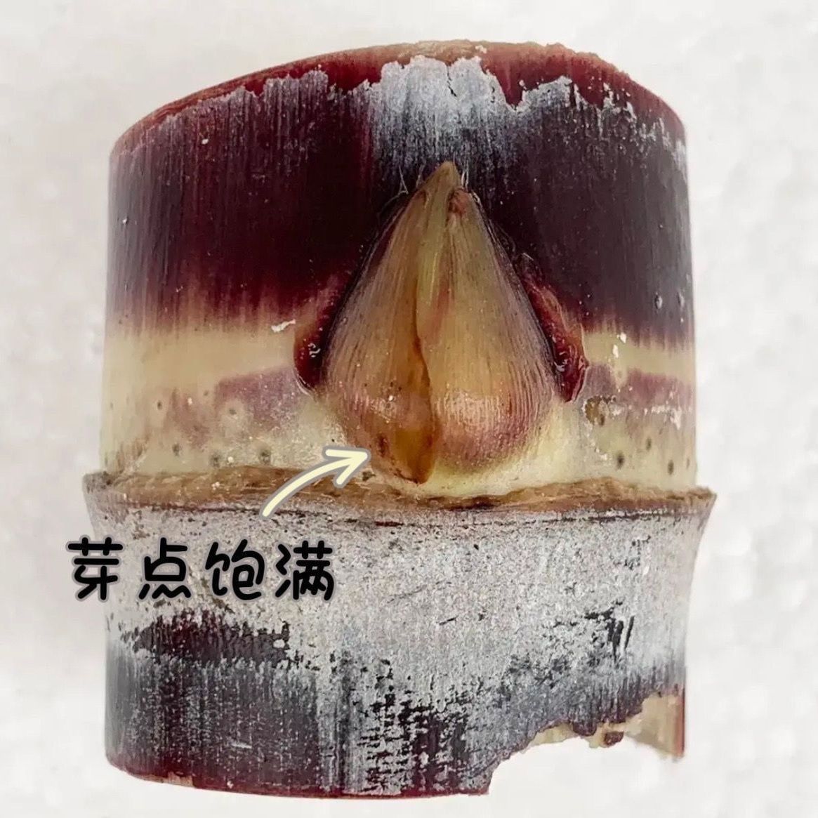 Authentic Guangxi Black-Skinned Sugar Cane Seedlings, Sugar Cane Seeds Available in Stock, Can Be Planted in the North and South, First-Hand Supply Wholesale