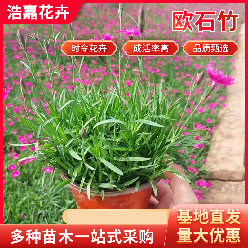 Европейские саженцы гвоздики, радужные гвоздики, горшечные саженцы