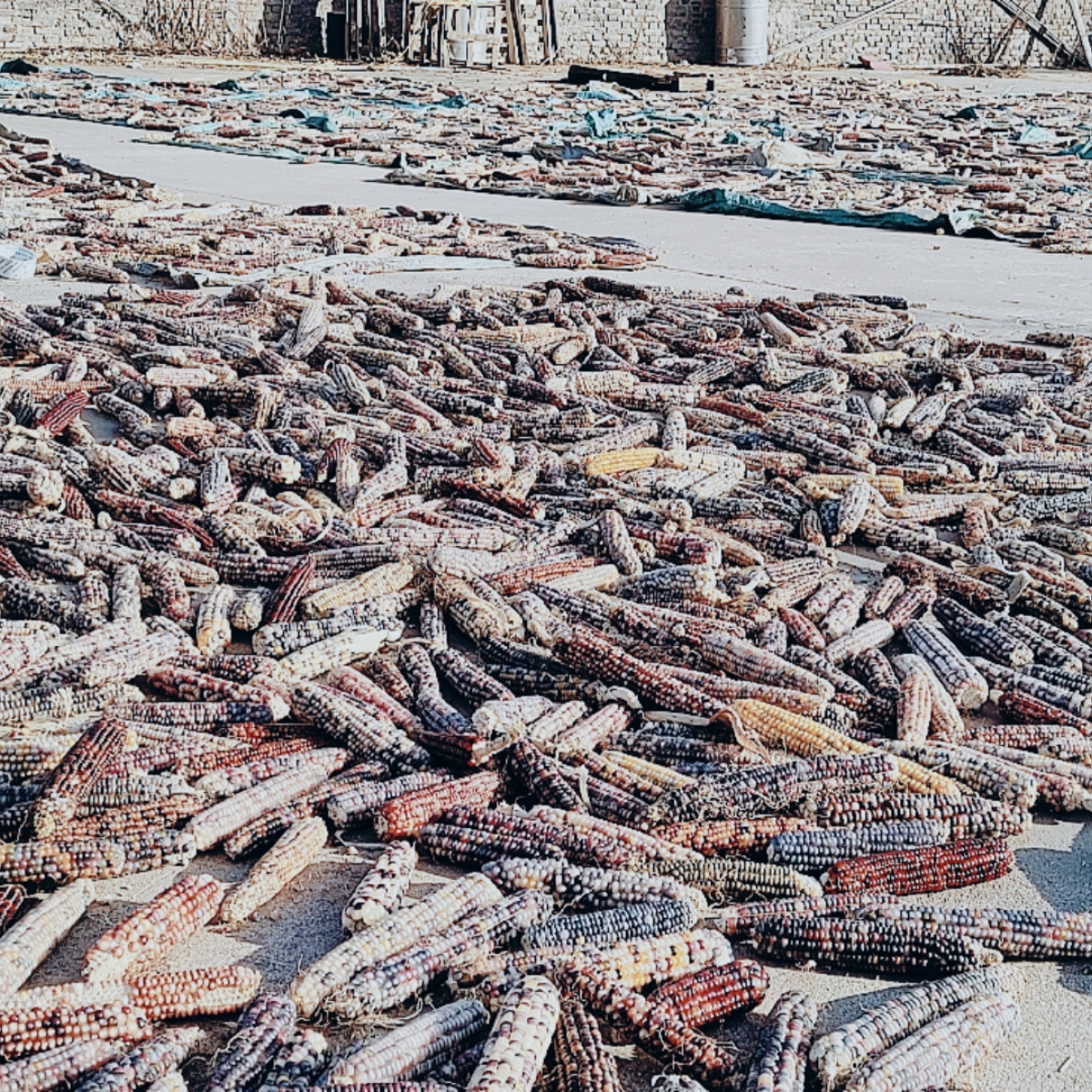 Cute 25-Year-Old Mini Corn Hamster Teething Corn on the Cob Dutch Pig Chinchilla Rabbit Snack Stick