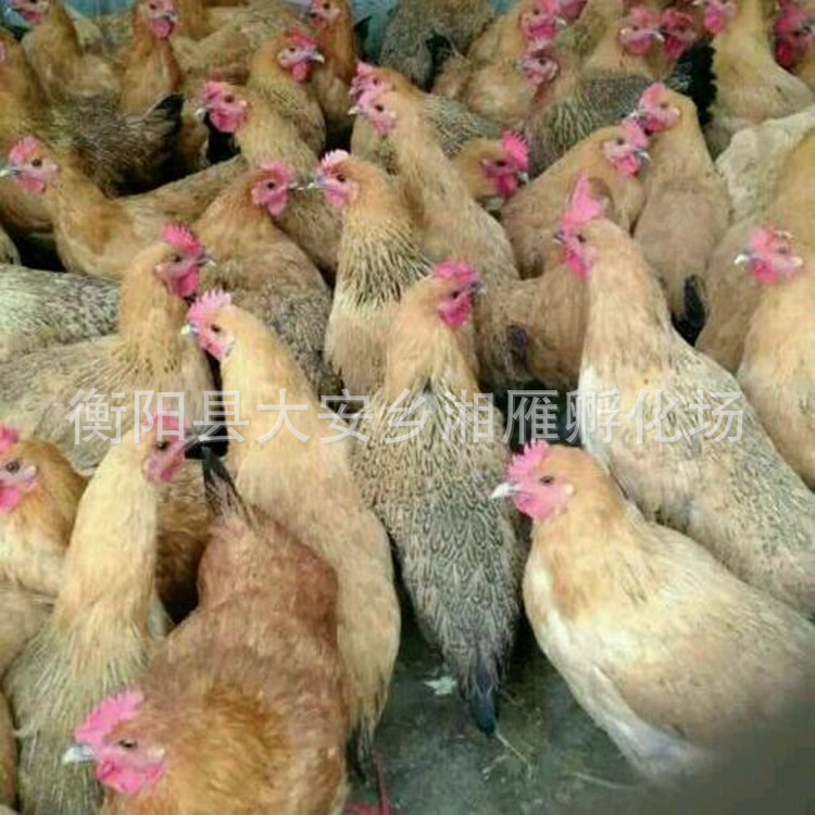 Towen Seedlings, One-Month-Old Hemp-Feathered Egg-Laying Chicken Seedlings, High-Yielding Native Chicken Female Seedlings, Green-Shell Egg-Laying Chicken Seedlings, High-Yielding Half-Sized Young Chickens