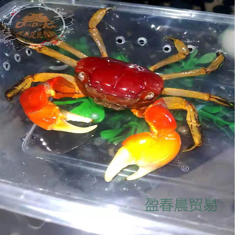 Chili Crab, Small Crab, Small Fish, Snail, Stall Goods, Crab, Turtle, Crab, Ornamental Fish, General Crab, Pet, Free Shipping