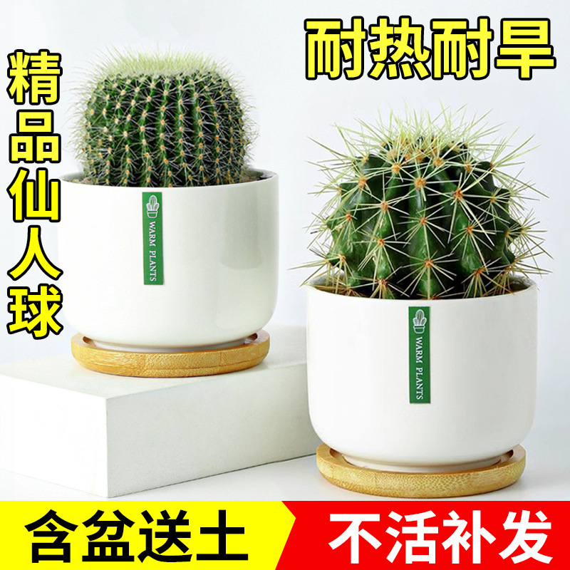 Золотая корона, золотой янтарь, золотой тигровый кактус, комнатное растение в горшке, офисные и балконные суккуленты, хорошие цветы