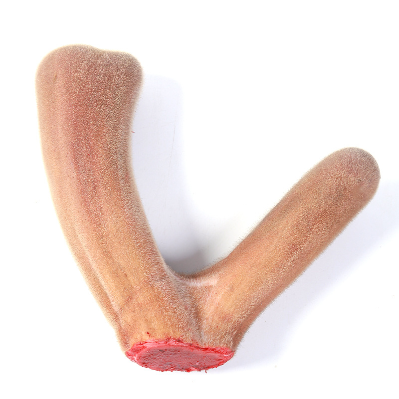 Fresh Deer Antler, Deer Antler with Blood, Soaked in Wine and Soup, Can Be Sliced with Knife and Cut, Whole Fresh Deer Antler