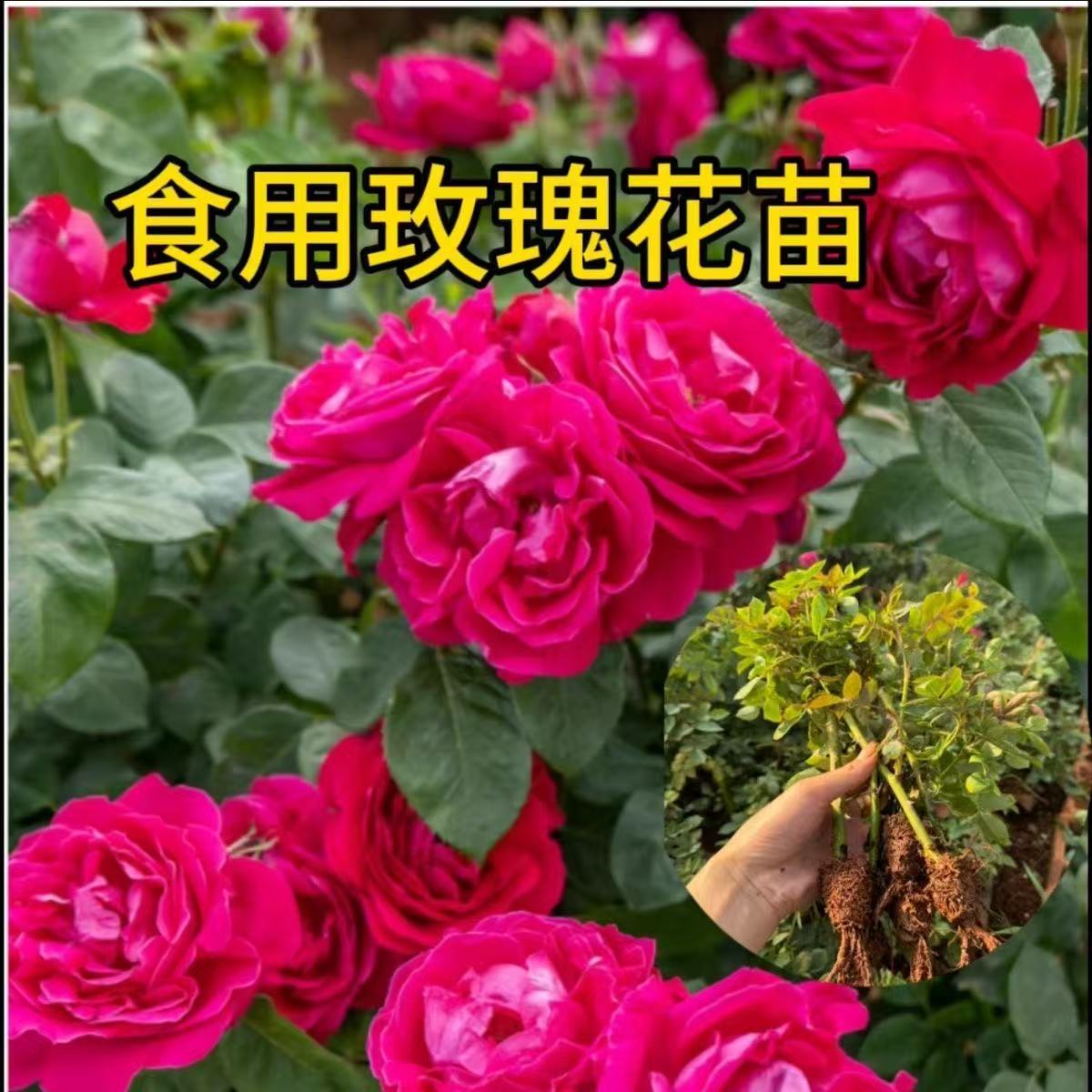 Wholesale Rose Seedlings Dianhong Edible Rose Seedlings Large-Flowered Fragrant Rose Rose Seedlings Base Direct Sales