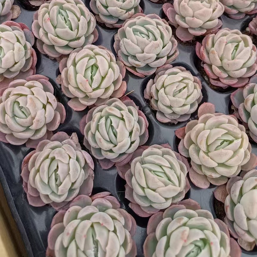 Berry 3cm Cream Real Shot Plug Seedling Succulent Plant Base Direct Sales Large Favorably