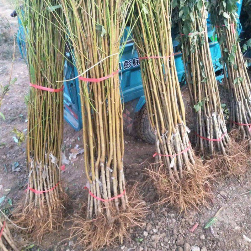 Eagle-Beak Peach Tree Seedlings, Crisp and Sweet Peach Saplings, Peach Tree Grafted Seedlings, Extra-Large Fruit Tree Seedlings Planted in the South and North