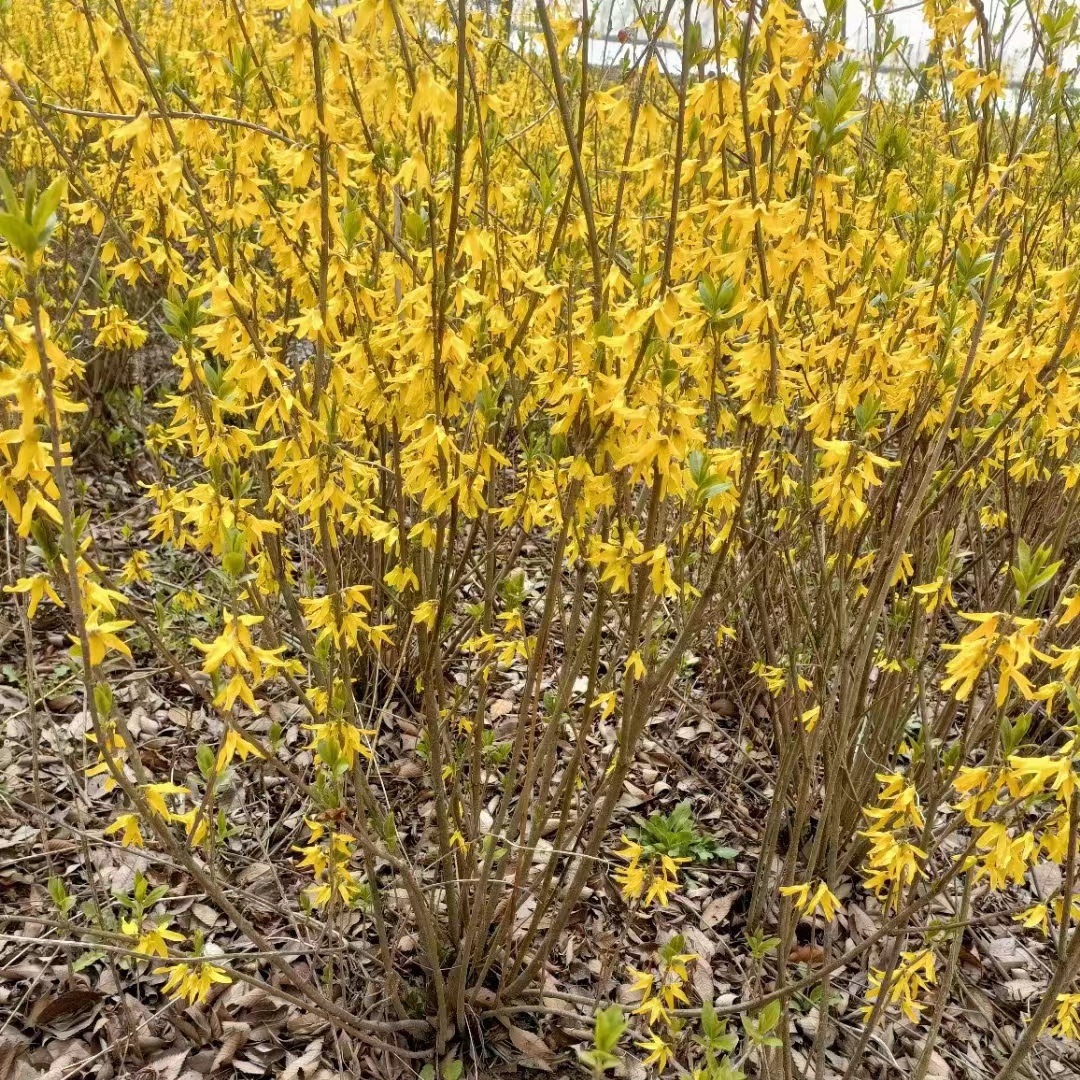 Оптовая продажа саженцев форзиции, саженцы для озеленения, желтые саженцы форзиции, зеленые вьющиеся растения для дворов