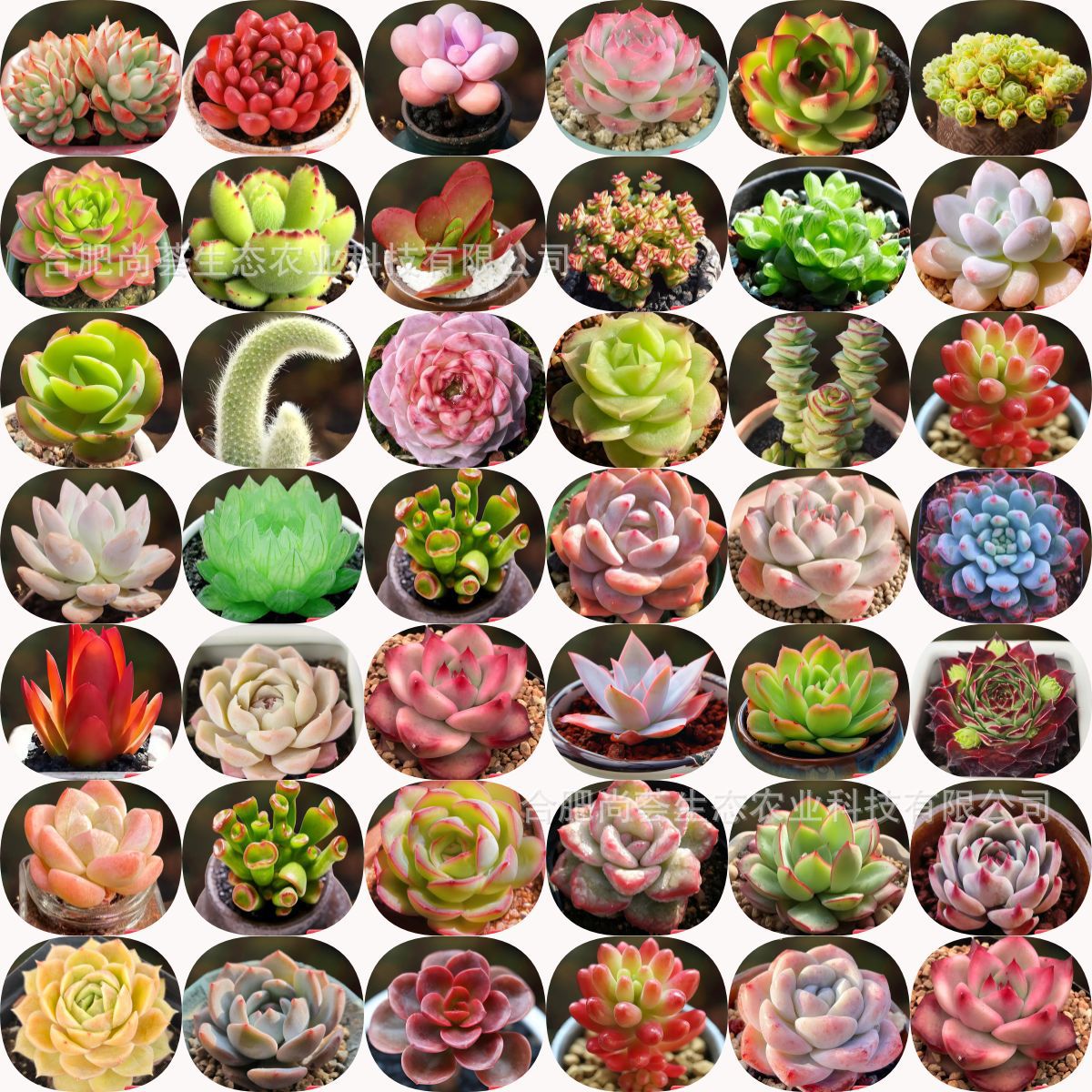 Novice Succulent Single Succulent Flower Indoor Balcony Potted Green Plant Easy to Grow Succulent Plant Ruby ​​Cactus