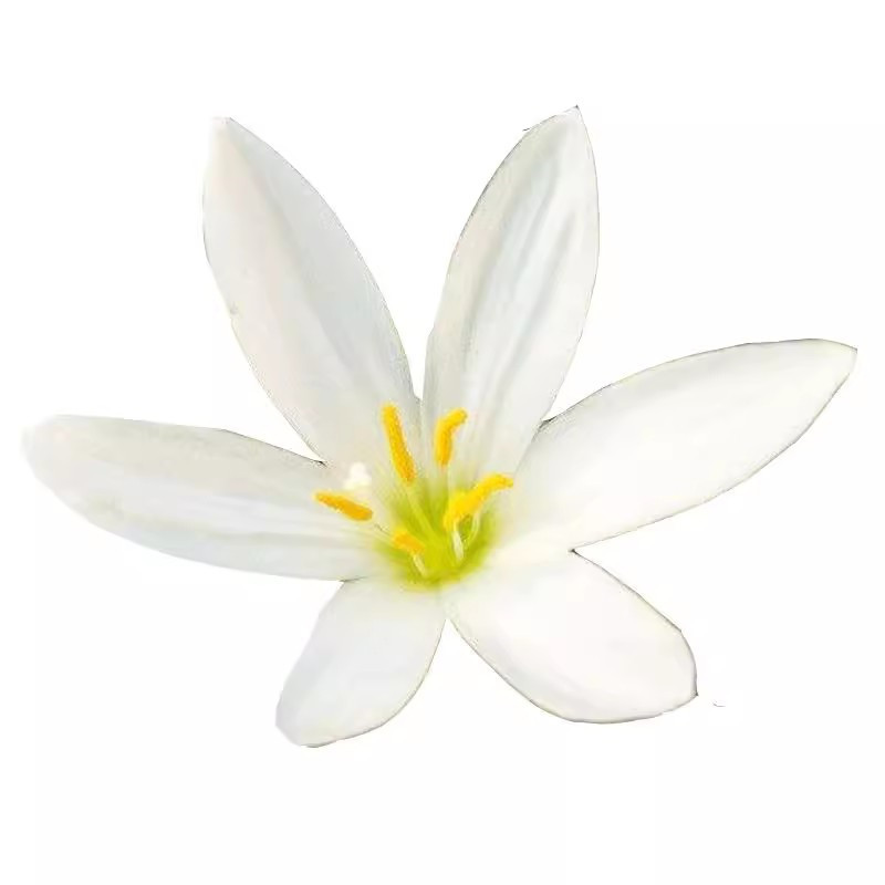 Onion Orchid Seedling Base Wholesale Courtyard Road Project Greening Bulb Florals White Flower Onion Orchid Seedlings Outdoor Florals