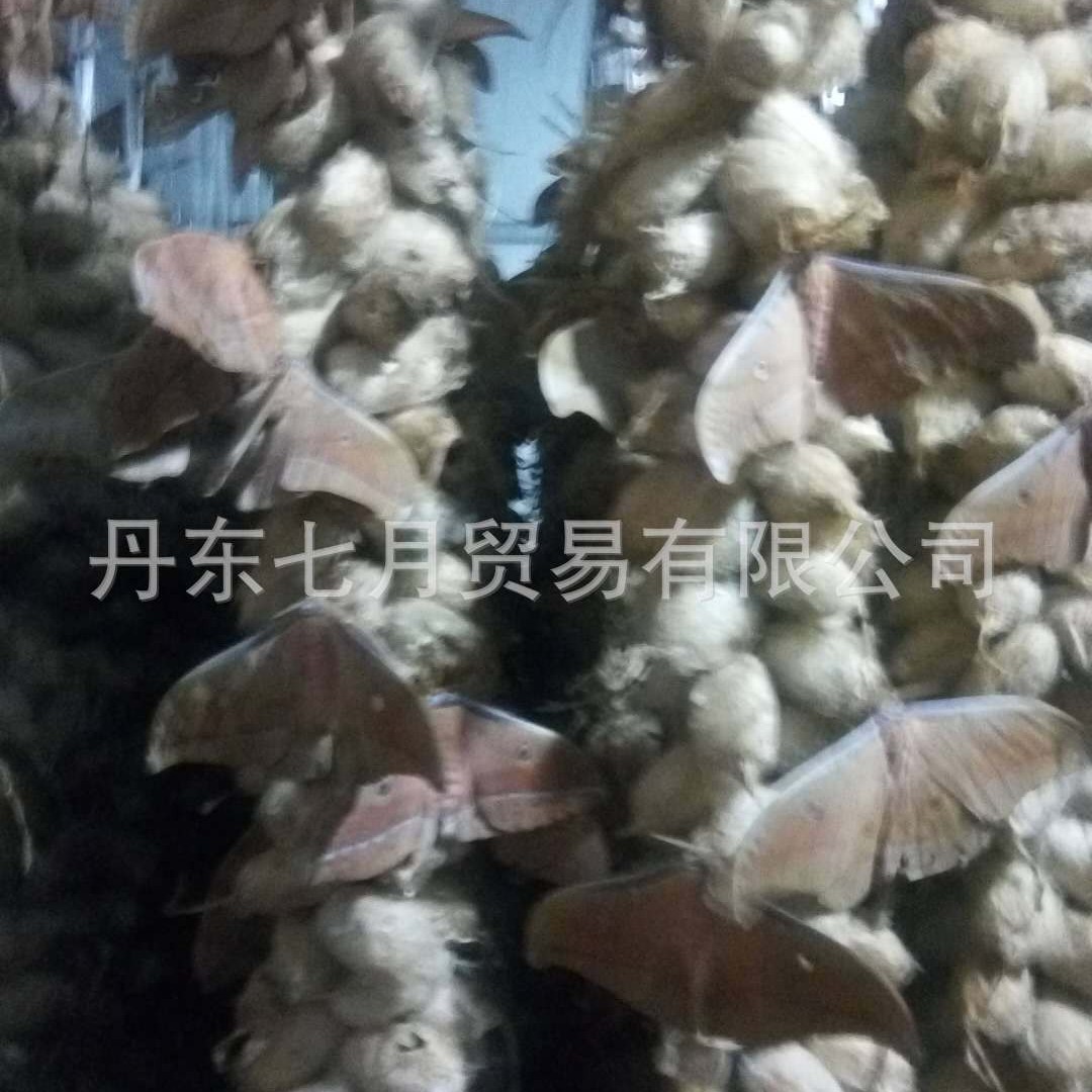 △ 【Butterfly from the Cocoon】Northeast Farmhouse Tussah Moth (Dried Product) 5g Special