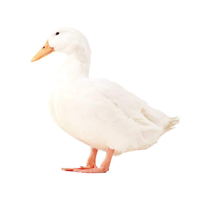 Freshly Slaughtered Duck, Braised Duck, Roasted Duck, Restaurant, Roasted Duck Farm, Free-Range Duck, Catering Supply Wholesale