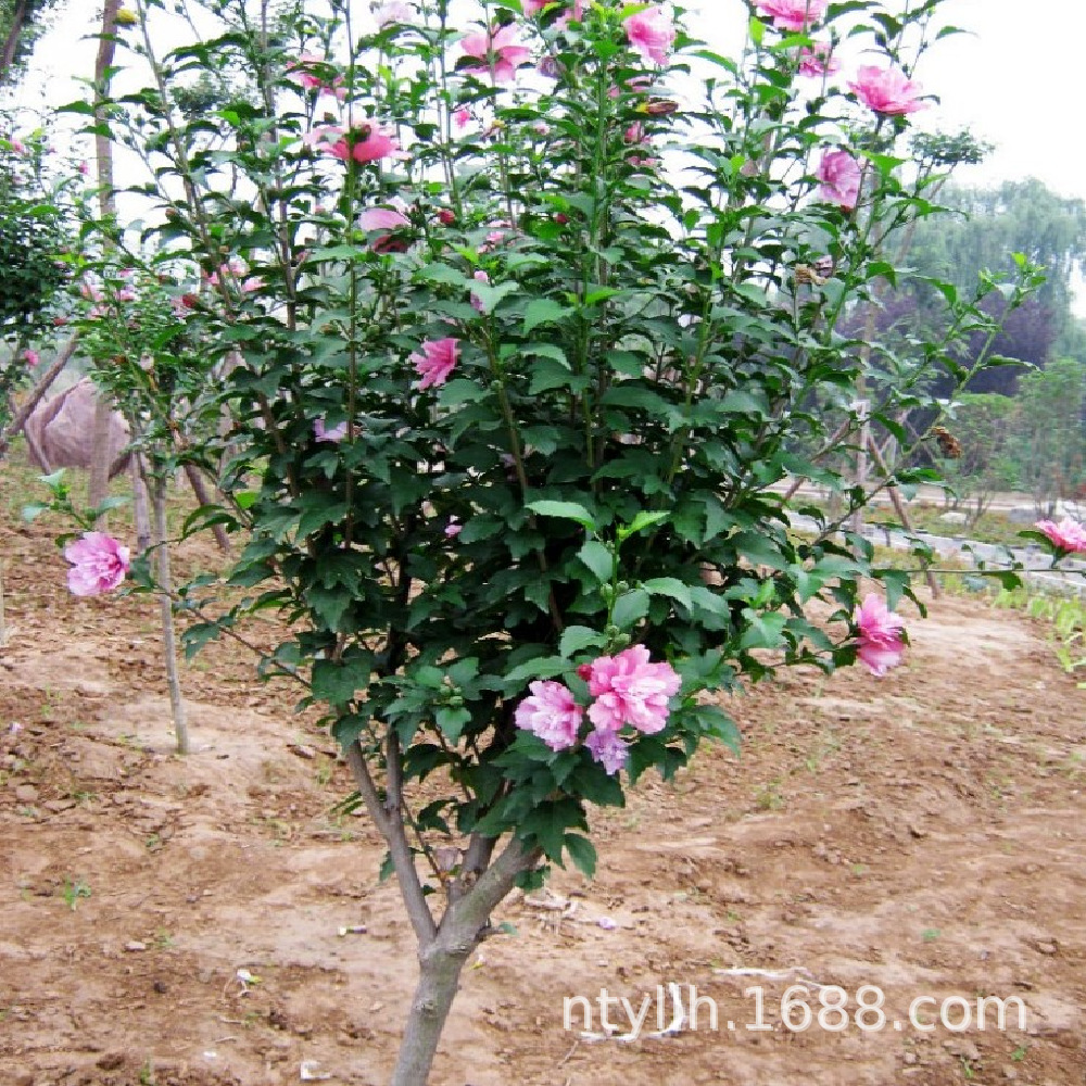 Hibiscus Sapling Base, Landscaping Project, Greening Seedlings, Hedge Hibiscus Seedlings, Multi-Specification Hibiscus Flower Saplings