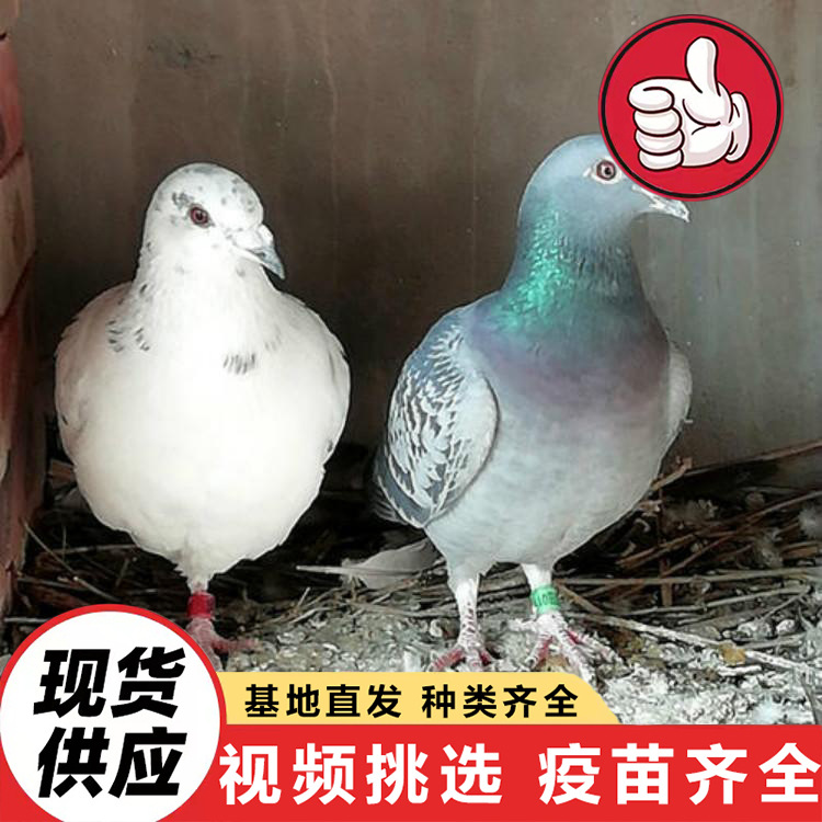 Ферма продает большие количества серых королевских голубей, американских королевских голубей, белохвостых королевских голубей для кормления в живописных местах и площади голубей по сниженным ценам