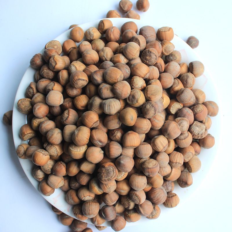 Raw Hazelnuts, Wild Hazelnuts, Northeast Specialty Hazelnut Nuts, Free Shipping, Wild Flat Hazelnut Nuts