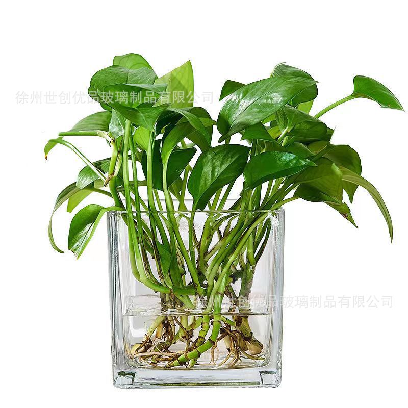 Simple Hydroponic Flower Pot Square Glass Fleshy Vase Transparent Green Flower Water Plant Utensil Turtle Tank Square Tank
