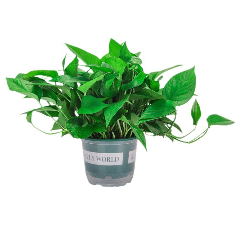 Green Radish Potted Large and Small Green Plants in the New House in the Office to Remove Formaldehyde Flower Bonsai Green Basket Base Wholesale