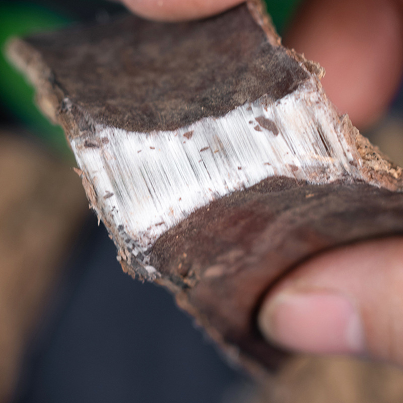 Authentic Eucommia Wholesale 500g Chinese Herbal Medicine Sichuan Eucommia Bark Bark Tea Wild Authentic Official Flagship Store