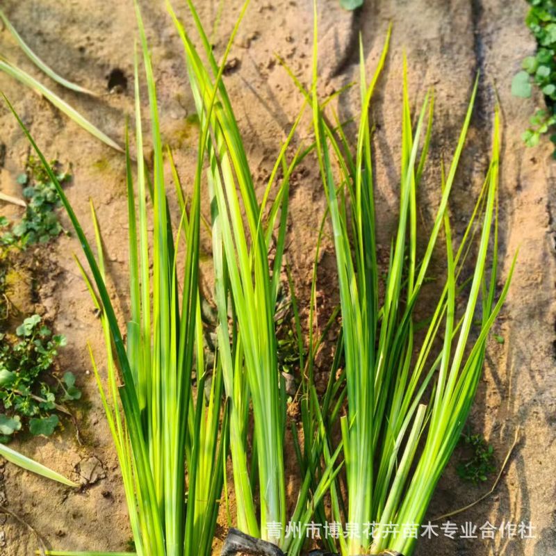 Golden Leaf Calamus Ground Cover Flower Mirror Plant Potted Plant Green Plant Wetland Water Culture Perennial Easy to Grow Golden Silk Cold-Resistant