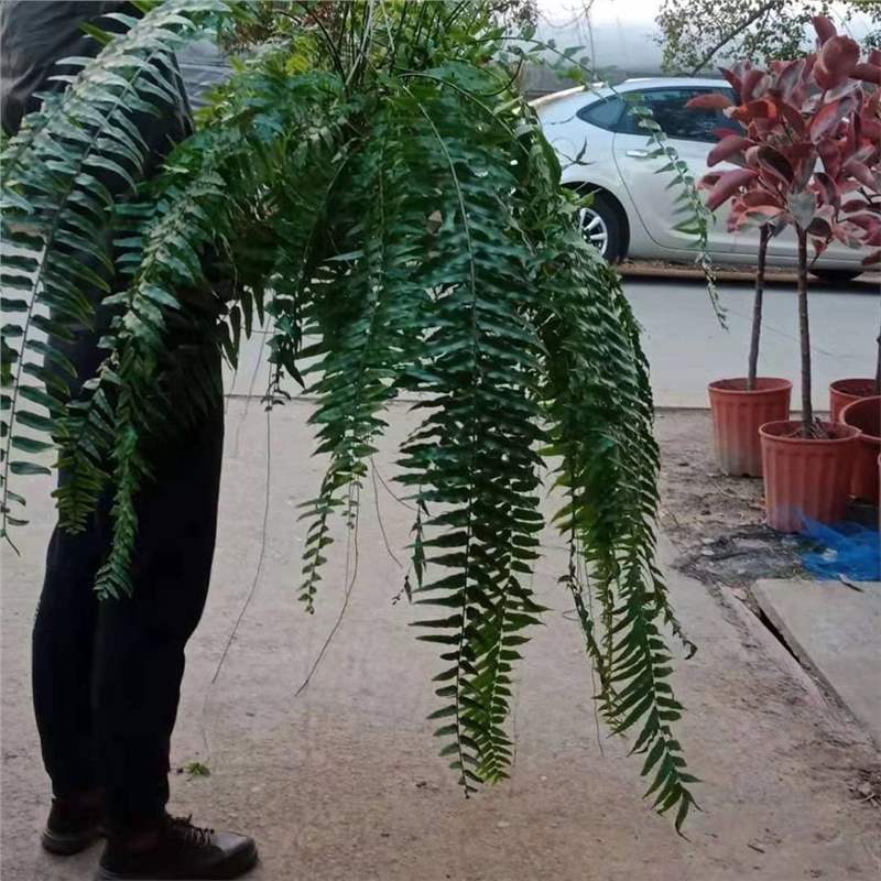 Гигантский длиннолистный венерин волос, бостонский папоротник, большой подвесной папоротник, венерин волос в горшке, тропический корневище для гостиной