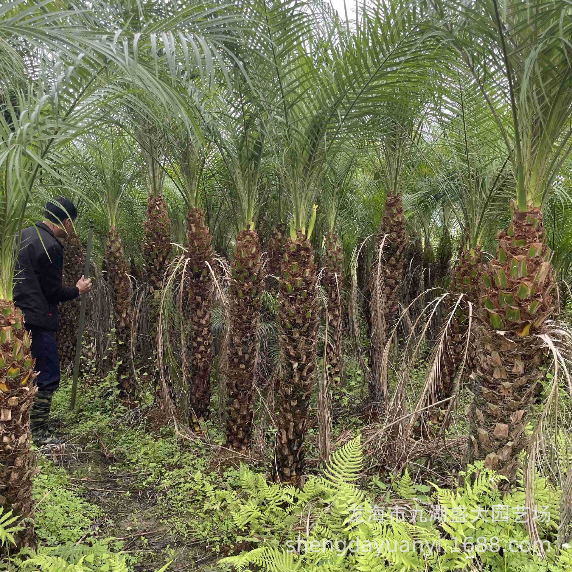 Fujian Shanda Horticulture Wholesale Beautiful Needle Sunflower Transplanting Beautiful Needle Sunflower Price Palm Beautiful Needle Sunflower Quote