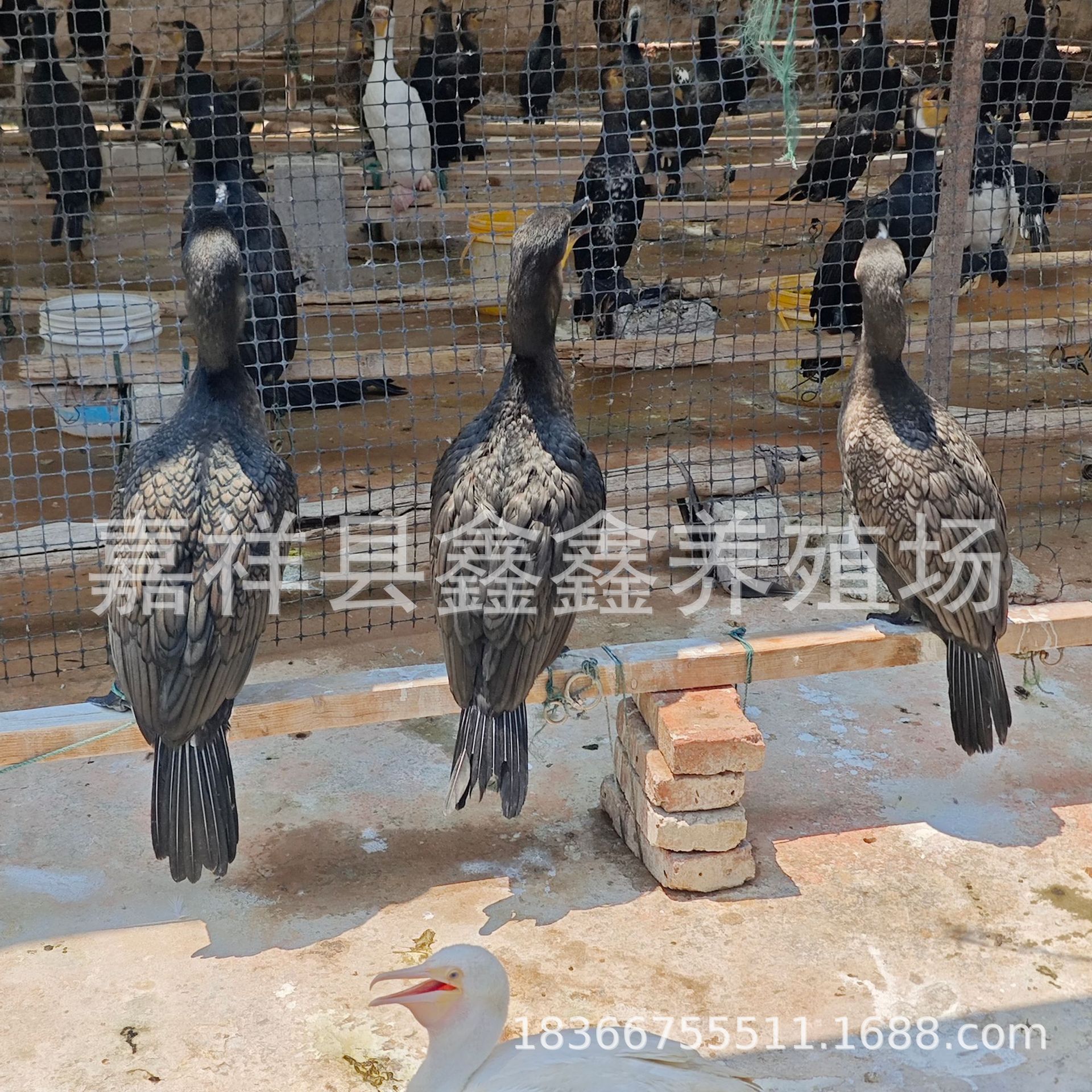 Artificially Cultivated Ospreys Are Sold in Large Quantities. Live Ospreys Are Caught in Performances in Gardens and Scenic Spots. the Price of Osprey Seedlings