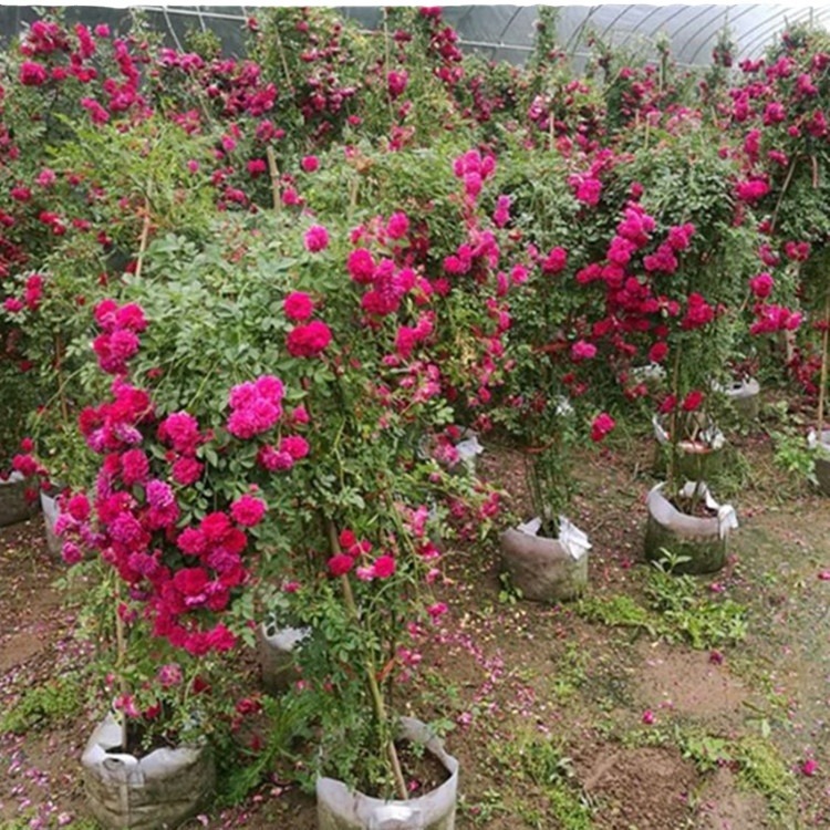 Courtyard Strong-Scented Yellow Woody Saplings Potted Flowering Climbing Plants Sweet Red Woody White Woody Saplings