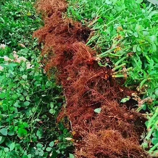 Strong-Scented Rose Seedlings, Old Piles, Large-Flowered Roses, Old-Root Florals, Potted Roses, Balcony Plants, Cold-Resistant and Blooming in All Seasons