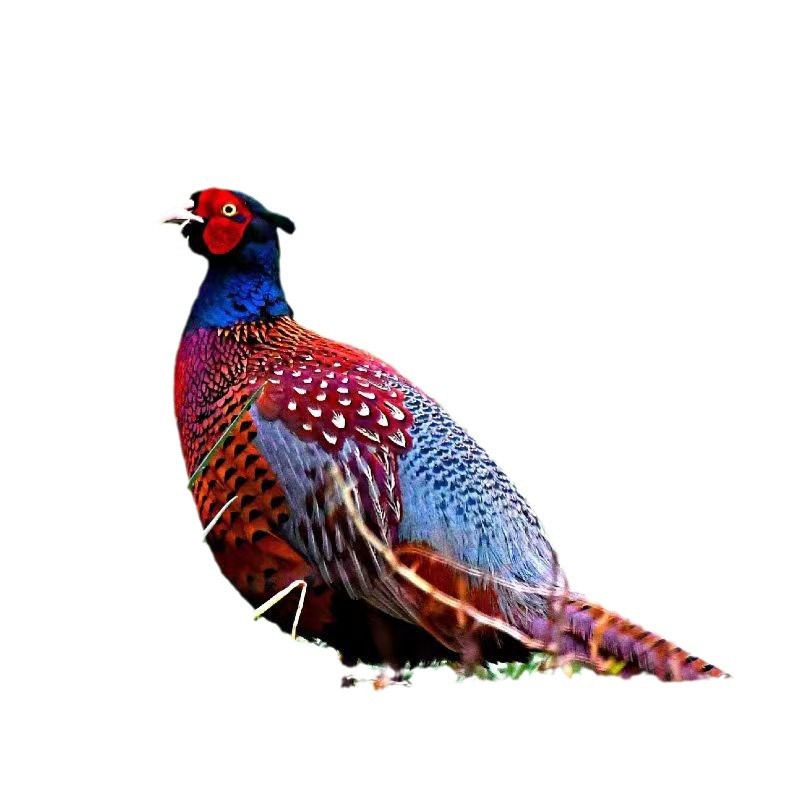 Colorful Pheasant Chicks, Live Chicks, Direct Sales from the Manufacturer, One-Day-Old Live Chicks, Support Breeding Technical Guidance