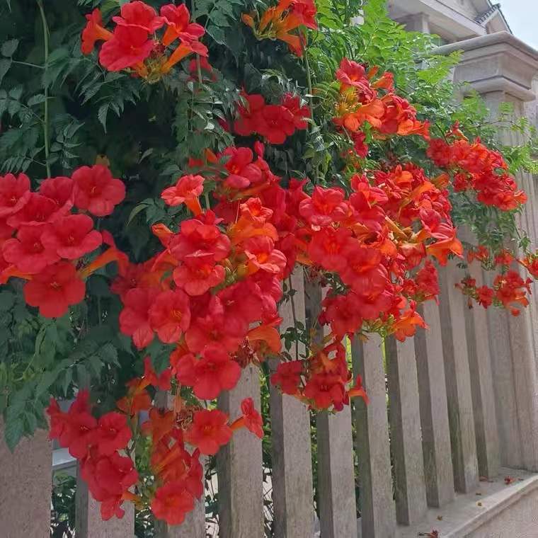 Саженцы цветка Линсяо, вьющиеся лозы, цветение в четыре сезона, озеленение двора, старые горшечные саженцы, фейерверки, цветы и зеленые растения, крупные саженцы