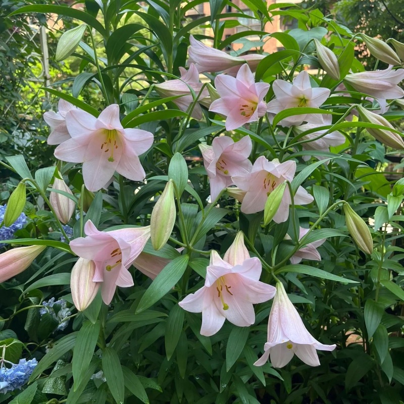 Newly Arrived 25-Year-Old Dutch Imported Iron Gun Planet Lily Bulbs Are Fast to Reproduce and Bloom, Strong Powder, Special Female, Easy to Grow