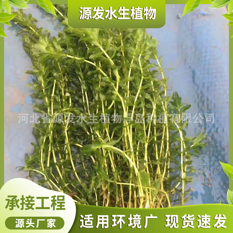 Поставка подводных растений, подводные растения, водные растения, цена подводных растений, база водных растений