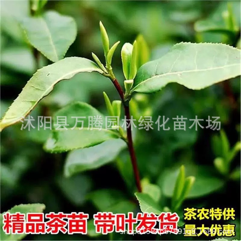 Authentic Tea Seedlings Longjing Tea Anji White Tea Green Tea Seedlings Biluochun Tea Seedlings Can Be Planted in the South and North