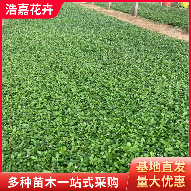 Травянистая ивовая трава Джиянь, розовые цветы, почвопокровное растение, устойчивое к вытаптыванию, цветы и зеленые растения, прямая поставка Джиянь ивовой травы