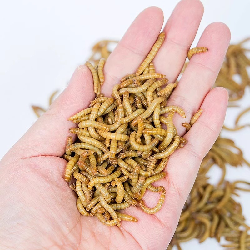 Mealworms, Live Insects, Mealworms, Yellow Mealworms, Live Larvae, Lizard, Gecko, Turtle, Hamster, Arowana, Edible Insects, Free Shipping