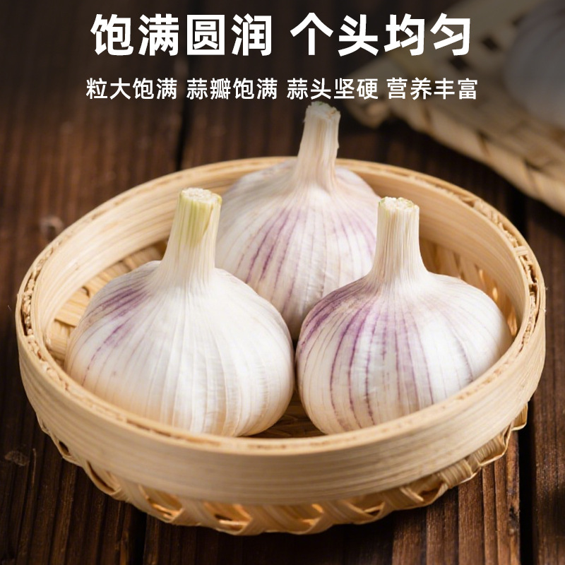 Seasonal Fresh Garlic Heads Grown by Farmers Without Additives for Cooking, Seasoning and Flavoring, Multi-Petal Medium-Sized White-Skinned Garlic Heads Wholesale