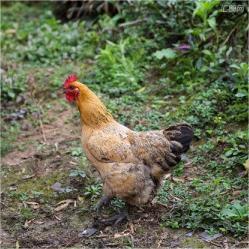 Wholesale of Three-Yellow Chickens, Free-Range Chickens, Five-Black Chickens, Live Chickens, Hens, Grass Chickens, Green-Legged Black Chickens, 4.5kg Red Cocks