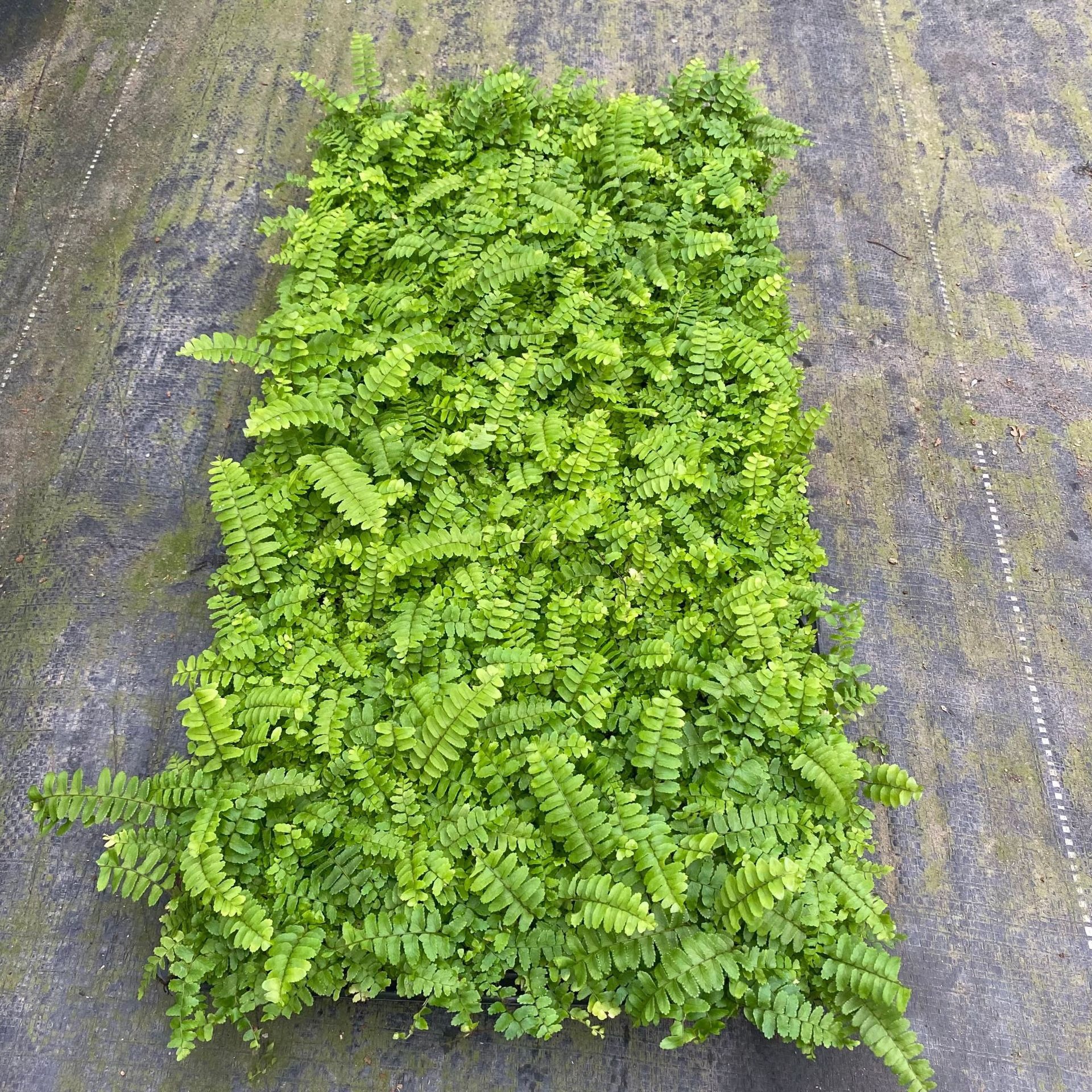 Source Manufacturer Wholesale of Large Quantities of Fern Ribs, Grass Plug Seedlings, Garden Micro-Landscape Small Potted Plants, Special Flower Seedlings