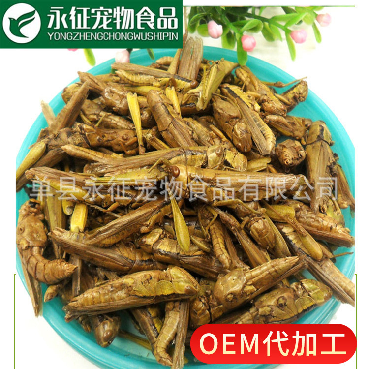 Прямые продажи с завода Yongzheng, вакуумно-сушеный рисовый кузнечик, корм для декоративных рыб, птиц и черепах, специальные насекомые