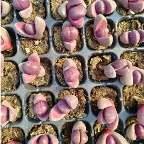 Purple Emperor Jade Purple Emperor Jade Lithops 2-3cm