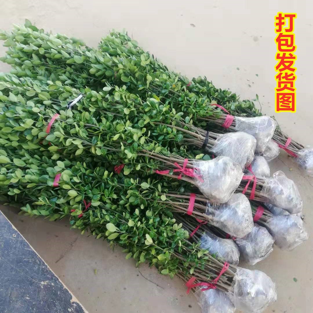 Hokkaido Boxwood Saplings, Fence Seedlings, Holly Large-Leaf Boxwood Saplings, Holly Seedlings, Courtyard Street Cold-Resistant Plants