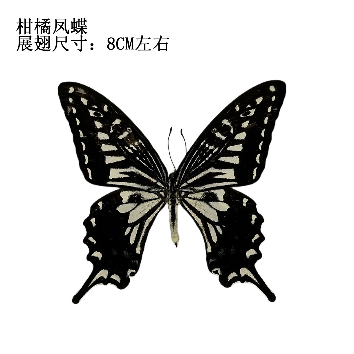 True Butterfly Specimen Unspread Wings Various Original Butterfly Miscellaneous Butterfly Insect Specimen Kindergarten Teaching Collection Photography